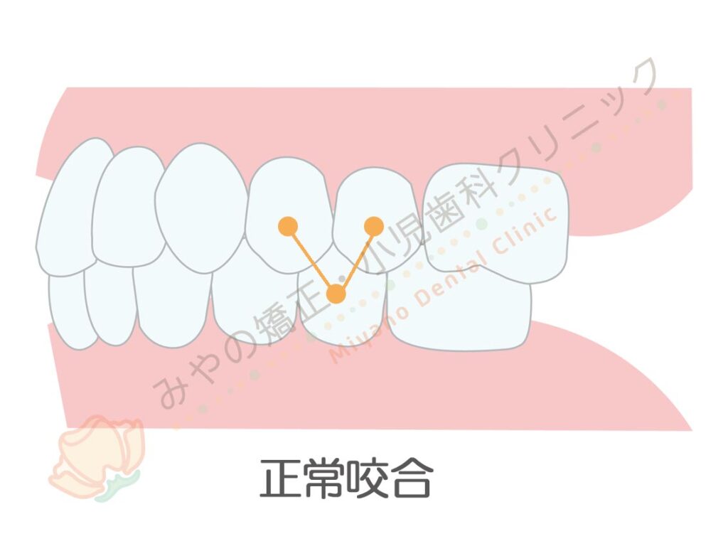 奥歯でみる、正しい噛み合わせ