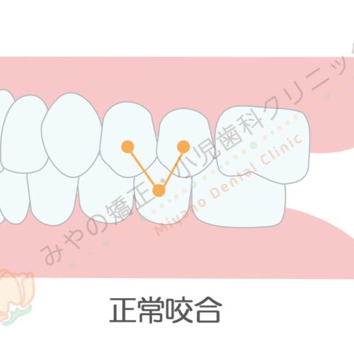 奥歯でみる、正しい噛み合わせ